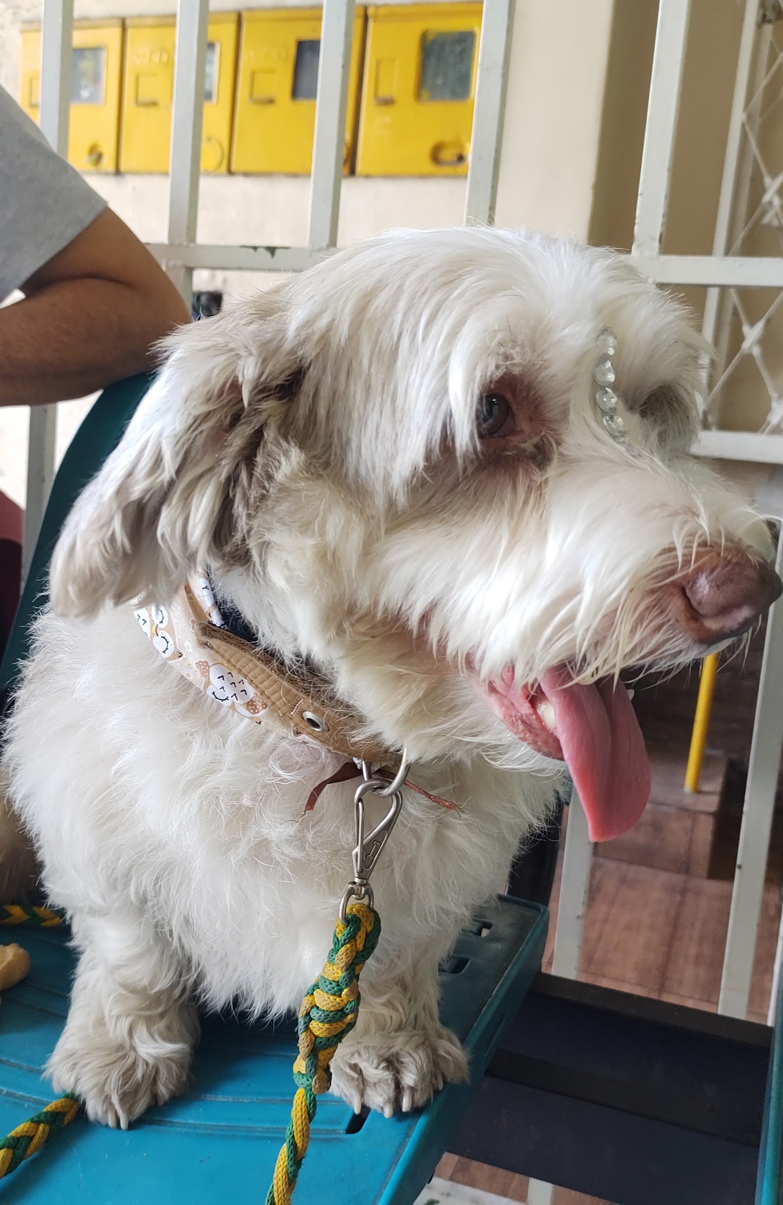 Cão branco tosado, com presilha, na área de atendimento
