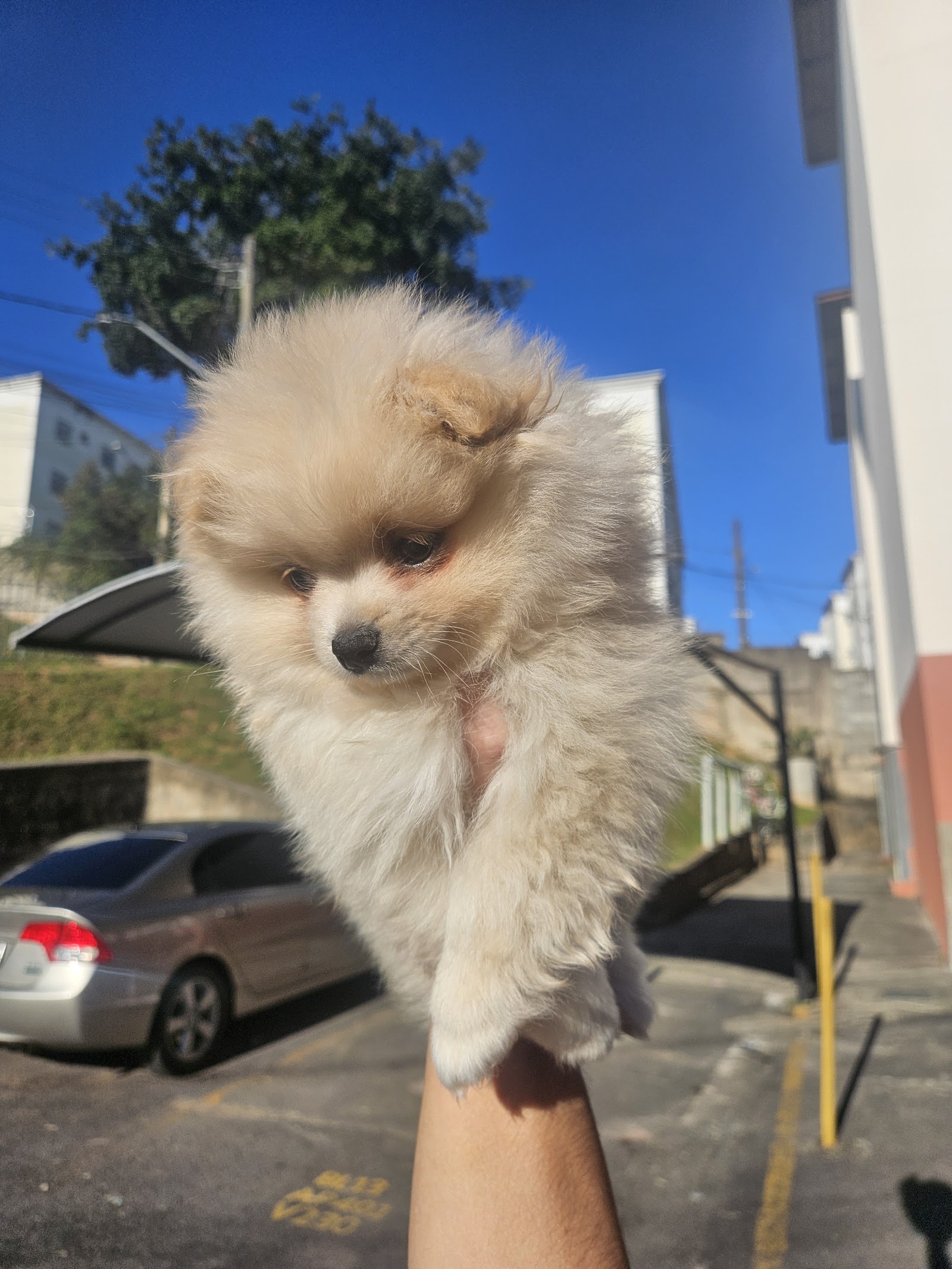 Filhote de lulu da pomerânia no colo, do lado de fora da loja